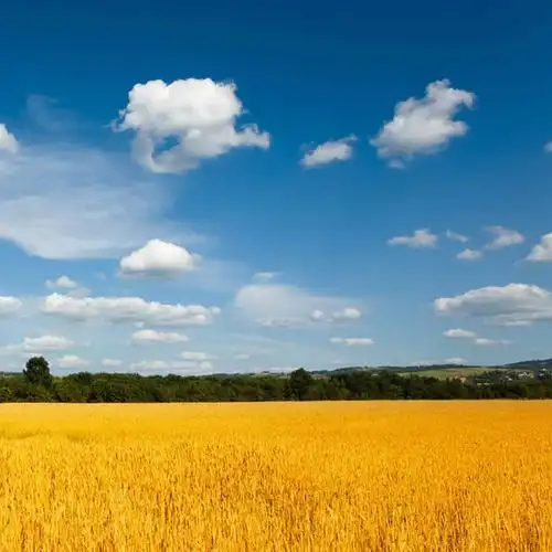麦田里的守望者_微信头像风景图片_扣扣居