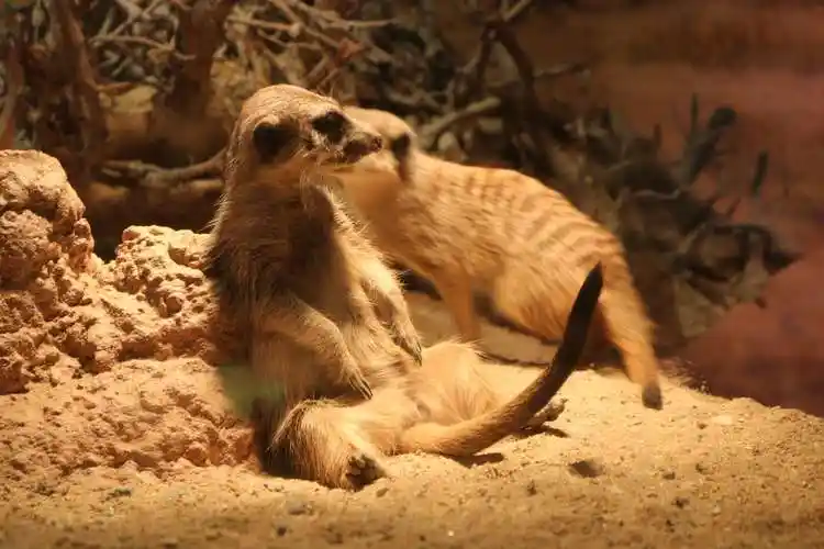 马来西亚国宝黄猩猩;洪都拉斯国食蚁兽等世界各国在内的500余种20000