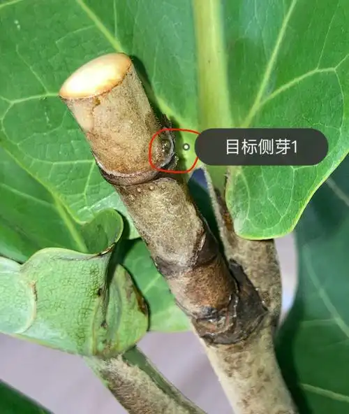 琴叶榕打顶扦插