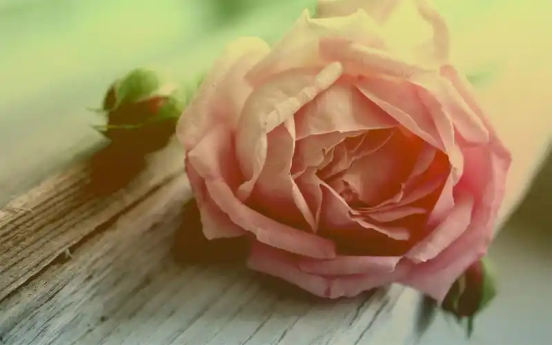 非主流唯美意境小清新红色玫瑰高清桌面壁纸下载