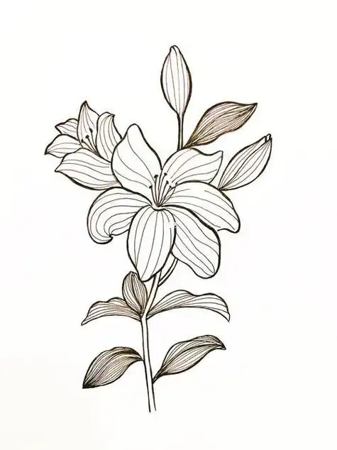 百合花的简笔画百合花的简笔画怎么画最好看又简单百合手绘简笔画大图