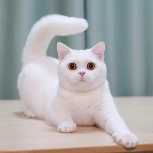 英短纯白大雪中走出来的精灵76