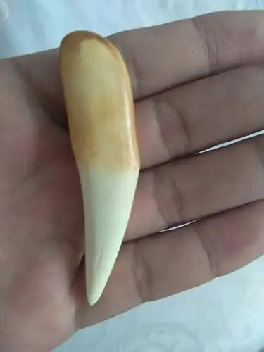 我有两个老虎牙在缅甸的朋友送的请大神看看请大神