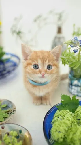 可爱的小动物们