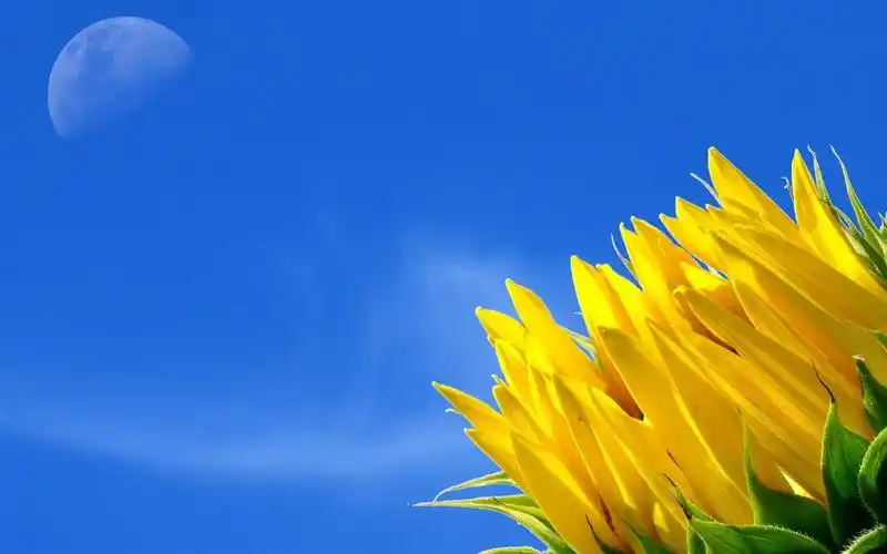向日葵,蓝天,月亮 750x1334 iphone 8/7/6/6s 壁纸,图片,背景,照片