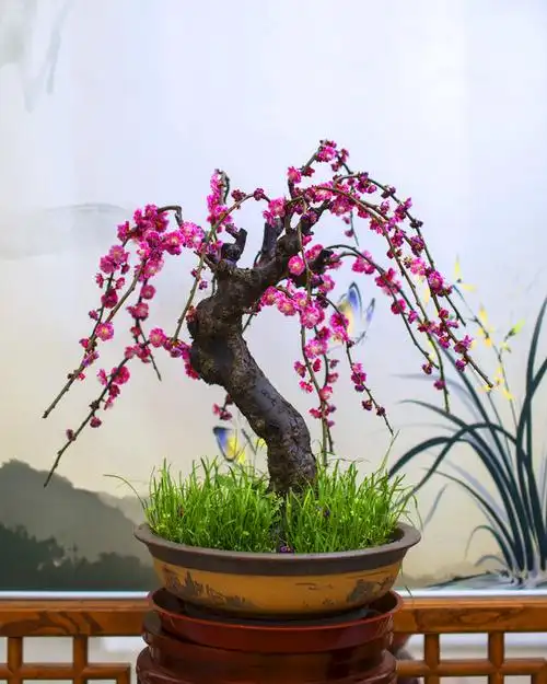 冯氏梅花盆景展