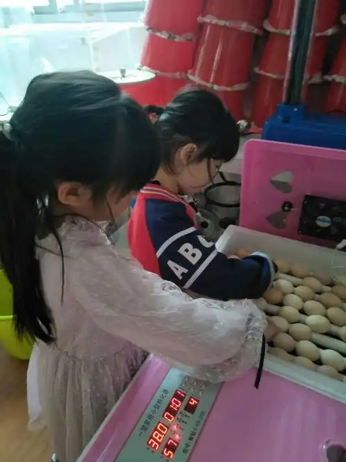 大风车幼儿园生命篇——小鸡孵化21天日记(第四天)