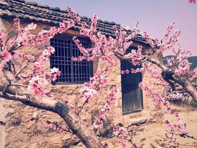 其它 十里桃花·谭口 写美篇一直欣赏帝君的风骨,纵然没有在三生石上