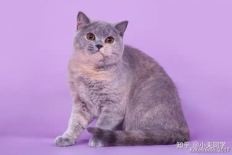 英短毛色大全集玳瑁色篇