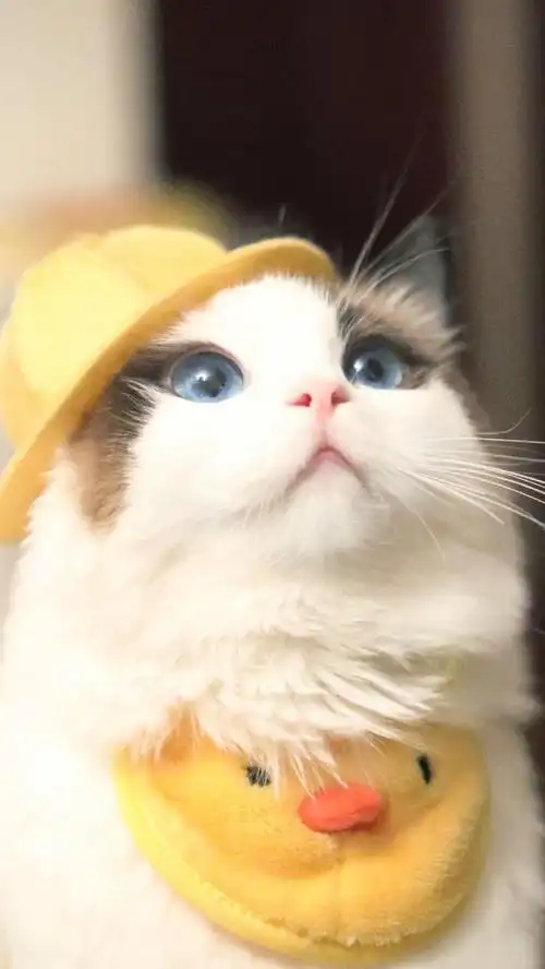 喵喵偶是世界上最可爱的小喵