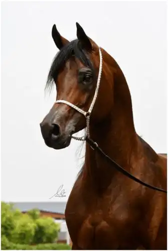 这些马荣获2020年中国优秀种公马