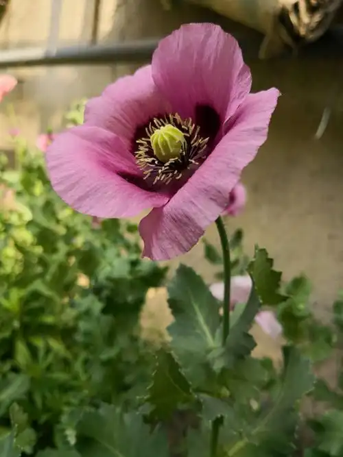 美丽妖艳本无罪,罂粟花开正当时