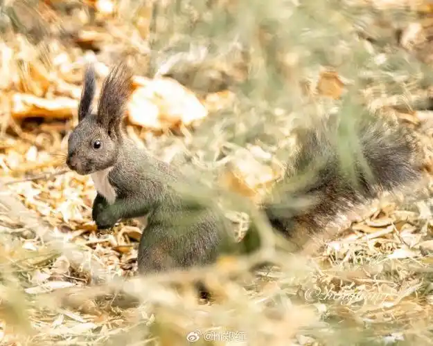 #小松鼠##北京下雪#