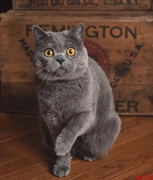 一种历史悠久的猫英国短毛猫