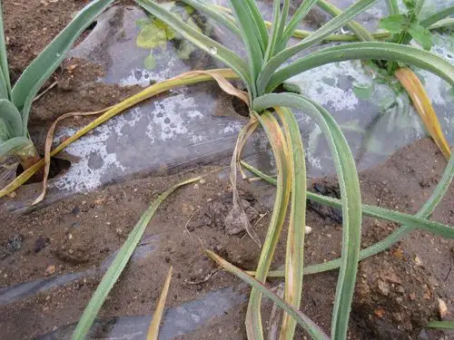 大蒜病害图片