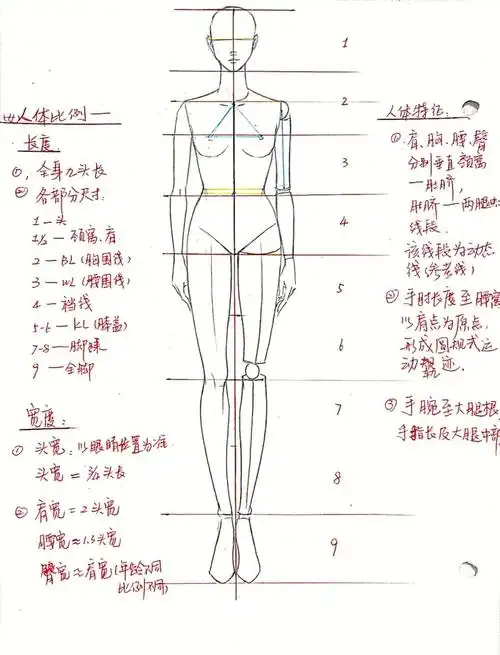 服装画入门级教程人体比例女性人体