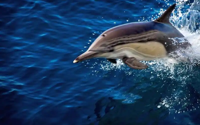 1海豚蓝色的大海壁纸,高清图片,壁纸,创意设计-桌面城市