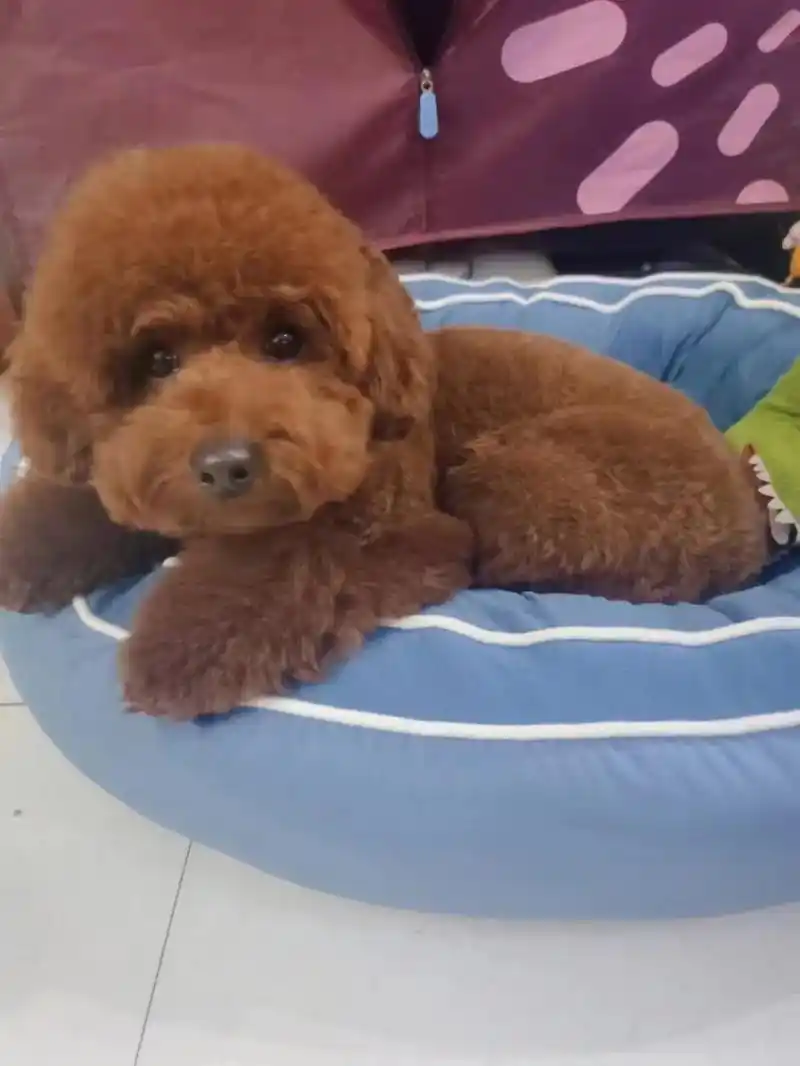 2岁泰迪还是中招了—狗狗髌骨脱位