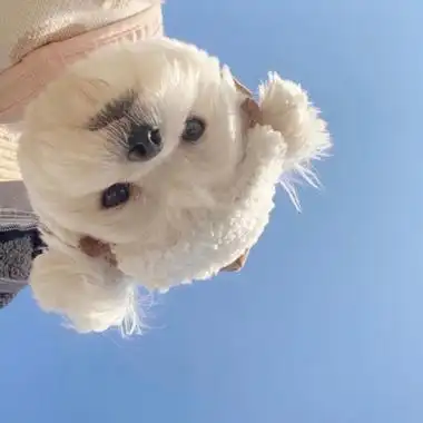 精选可爱的狗狗萌宠热门头像大全萌化人心的可爱狗狗精选2021分享