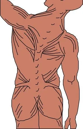 手绘人体背部肌肉图
