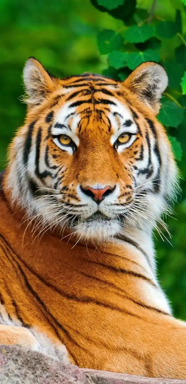 超级手机壁纸:2k老虎虽然凶猛但是有时候看起来还是憨憨的