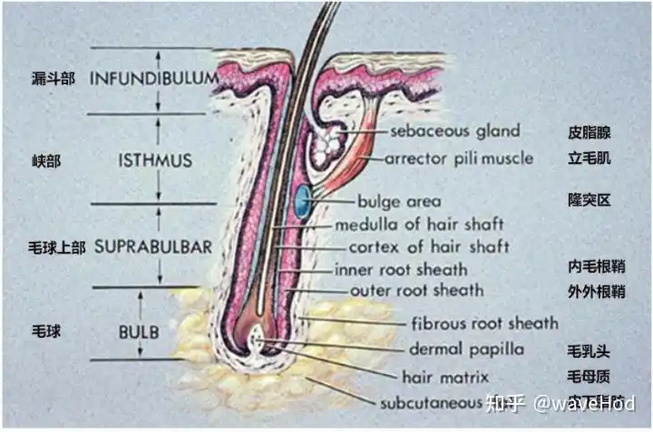 度他雄胺更有效地降低毛囊dht