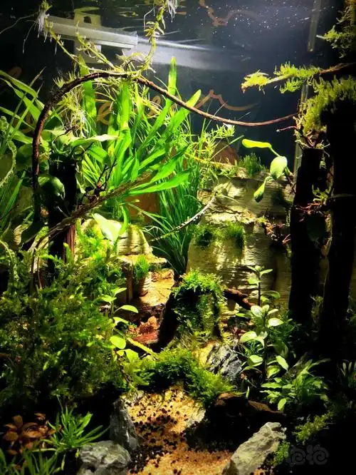 阿凡达原始森林门票预定