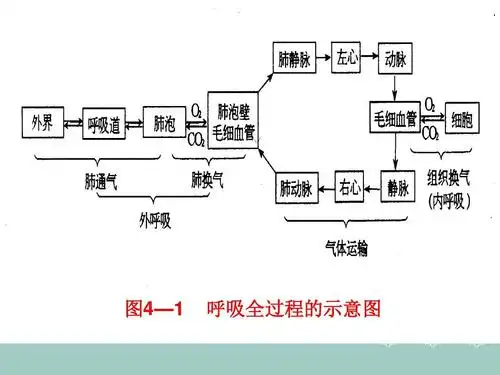 无忧文档 所有分类 高等教育 理学 呼吸——大学课件ppt 第6页 (共84