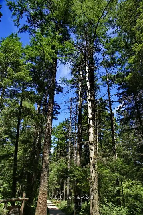 长白山·地下森林公园(42图)