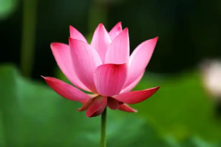 兄弟姐妹们相约在眉山圣地莲花田,柳江古镇一游