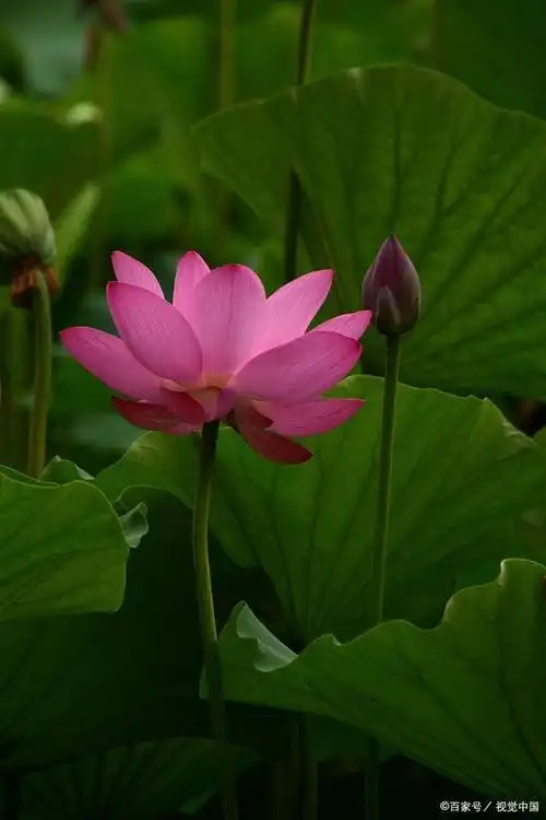 荷花——纯洁高雅,一种超凡脱俗的美