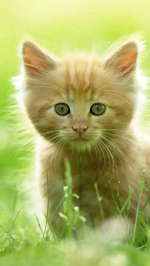 好看的萌猫唯美意境高清手机壁纸免费专辑套图3