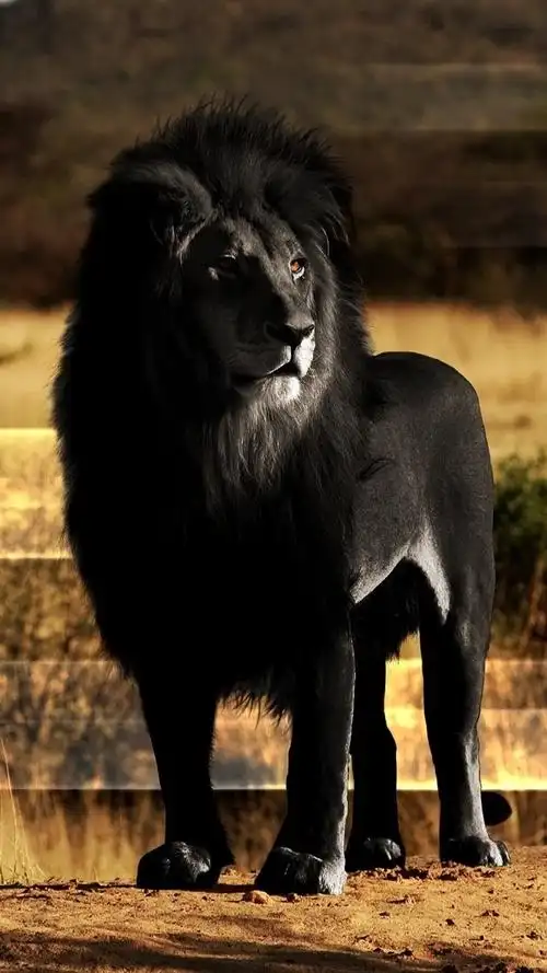 黑狮子 iphone 壁纸