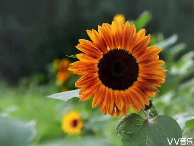 向日葵花