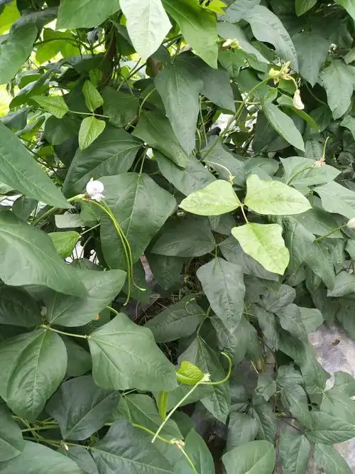 这豇豆需剪叶或药物控旺吗?