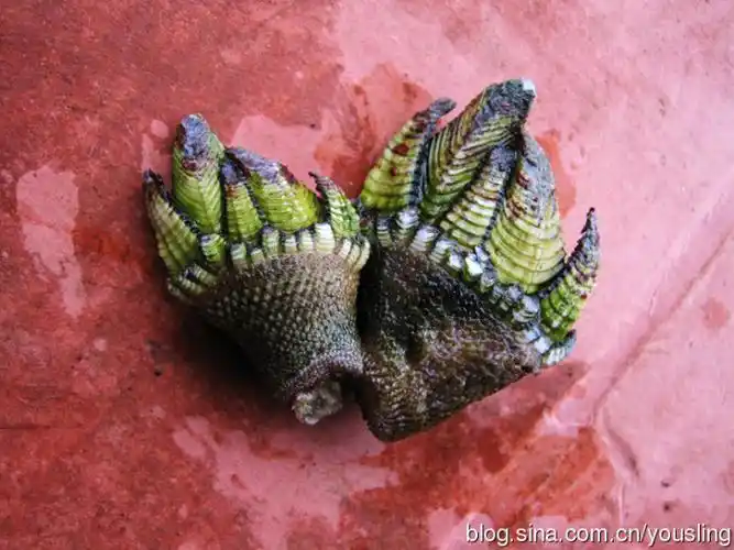 大神们,这个是什么.