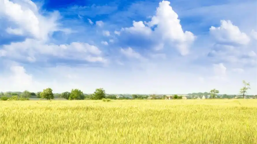 蓝天白云下的金色麦田图片电脑桌面壁纸