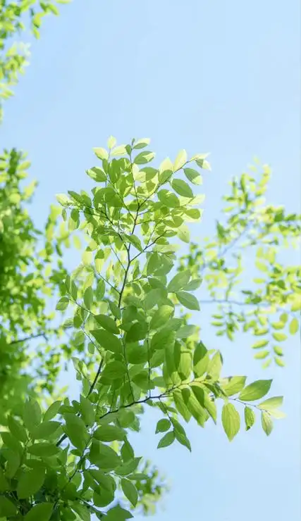 超养眼的绿色清新质感壁纸超美 暧昧期真美好恋爱了反而不浪漫了-腾牛