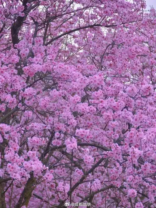 美人梅,绝对是梅花家族中的"小仙女"……__财经头条