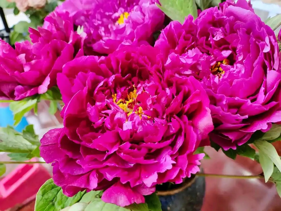 洛阳红牡丹花色艳丽花头大玫紫红色插瓶效果佳@##原创 #手机 - 抖音