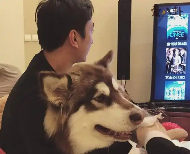 王思聪爱犬王可可王思聪是如何得到他的为何如此爱它