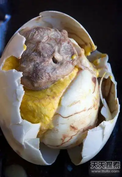 世界最恶心食物排行榜出炉