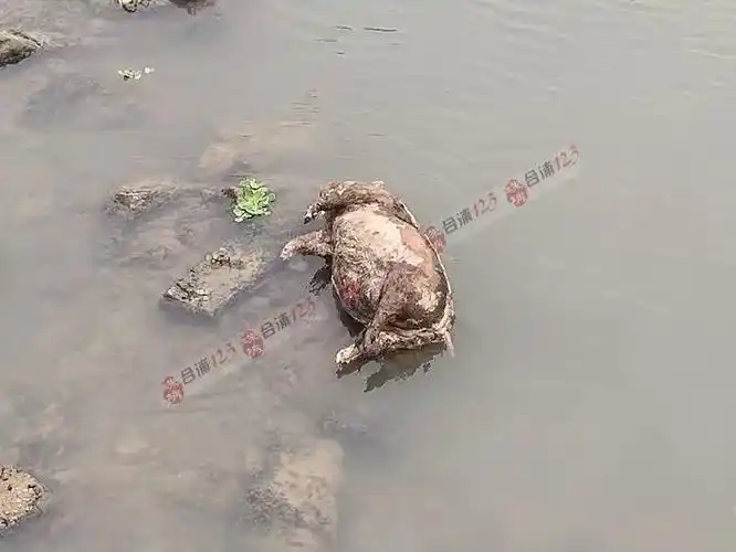 慎入,恶心!西门江再现死猪投江事件!