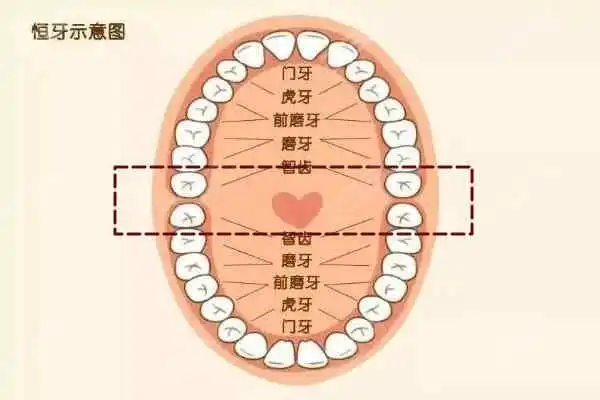 为什么每天晚上智齿疼,白天还好