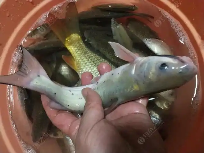 论坛 暗龃尘 这是什么鱼?求科普一下,不是土鲶