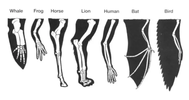 鲸,蛙,马,狮,人,蝙蝠,鸟都是四足动物