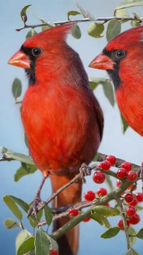 iphone 壁纸 两个红衣主教鸟,红色浆果,树枝