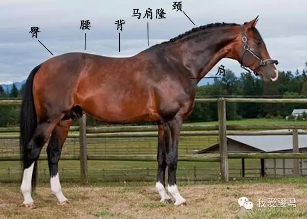 马的身高是指从地面到马的马肩隆(withers)的最高点长度