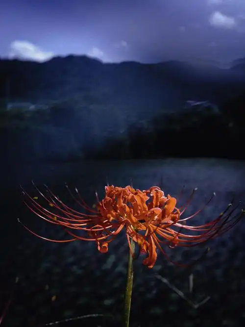 gr2镜头下的一棵彼岸花