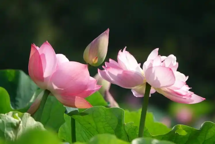 蓝天白云的好天气,到三圣乡"荷塘月色"去赏荷花,哇塞,整个荷塘的荷花